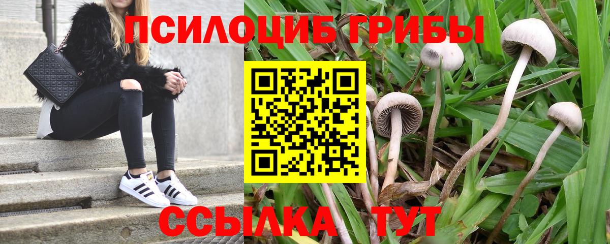 Псилоцибиновые грибы GOLDEN TEACHER Нововоронеж